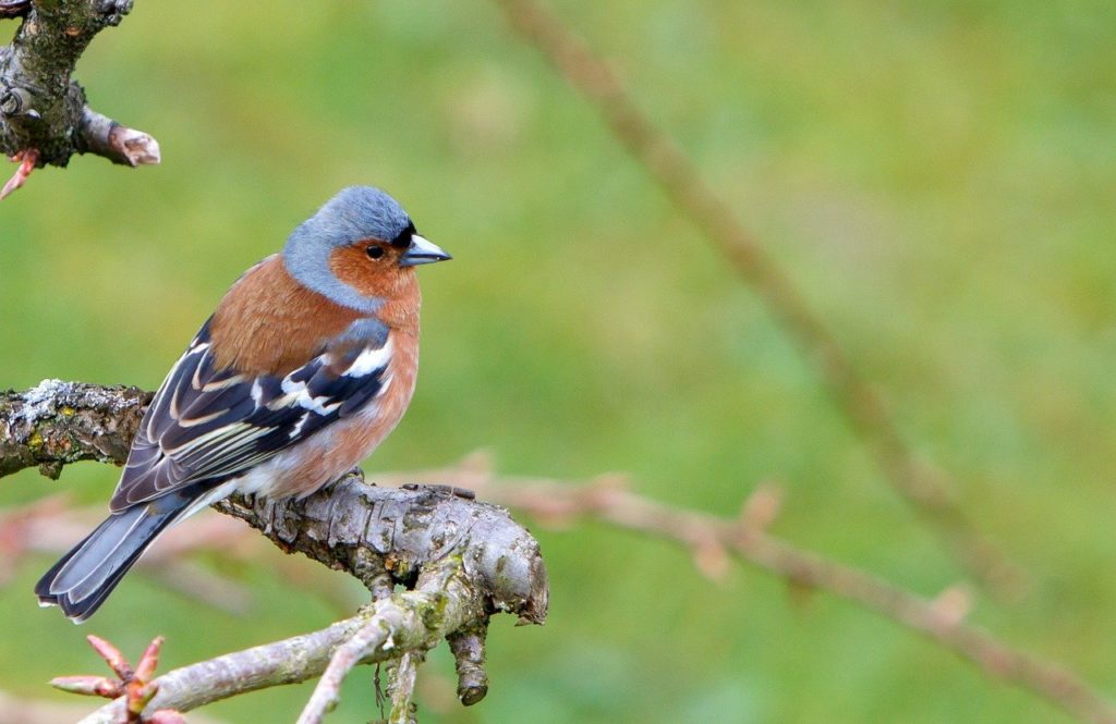 Bien nourrir les oiseaux du jardin - Jardin Biodiversité - Le Blog